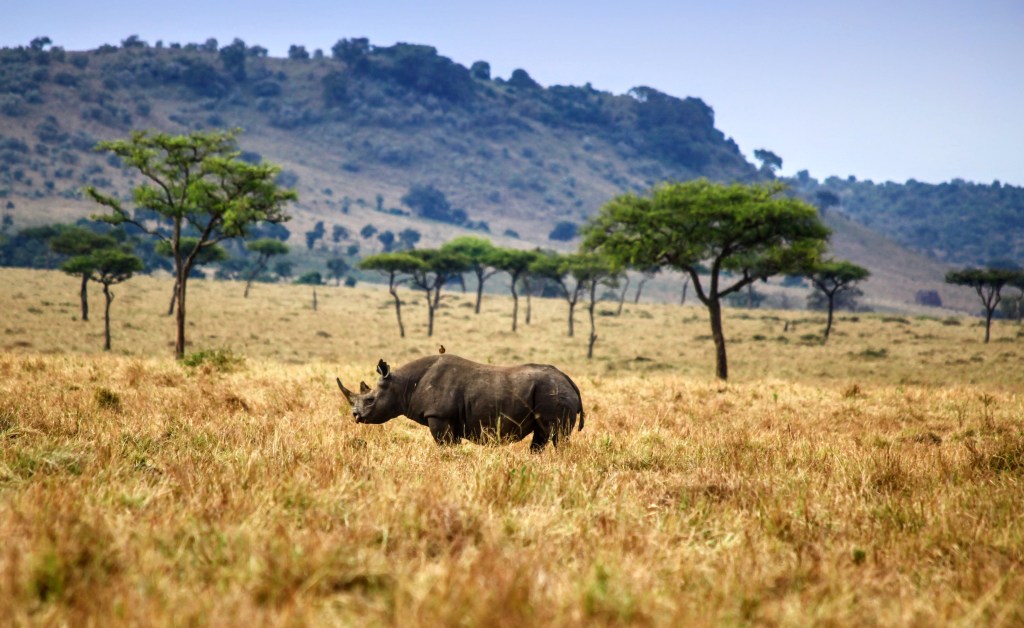 We need more LOVE for RHINOS